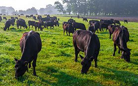 Missouri farm-raised Angus Beef