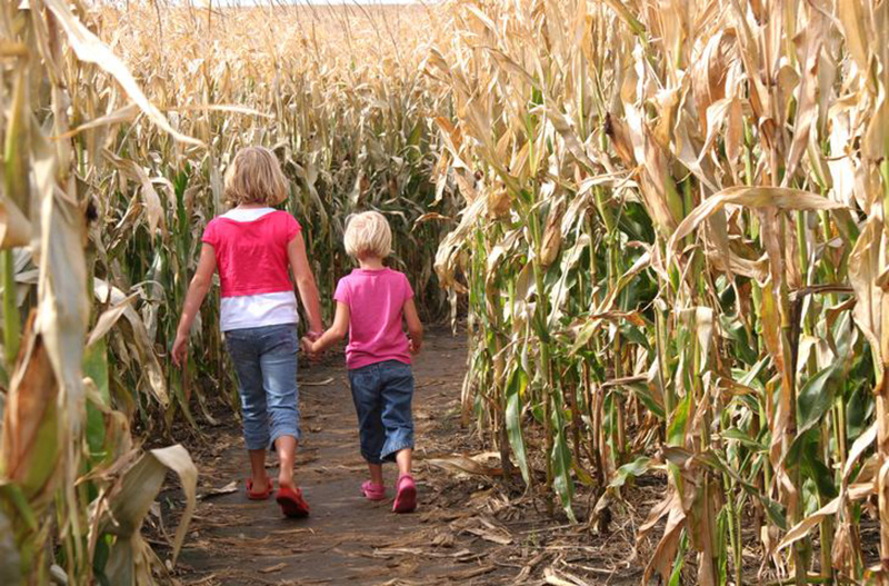 corn maze two sisters