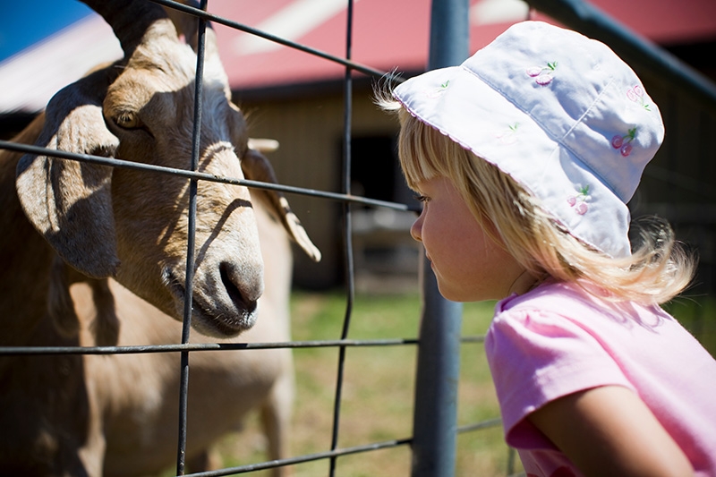 farm petting zoo - girl with goat